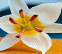 Arylessence expands its offering of organic and natural fragrances