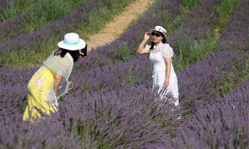 La lavande provençale attire les foules, mais la sécheresse menace