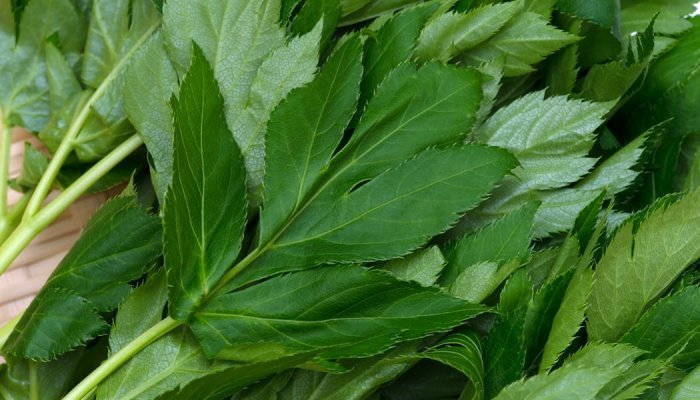 Is ashitaba beauty industry's latest star ingredient?