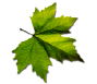 Asian companies turning to natural and organic cosmetic standards