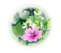 Plant complexes designed for oily phase Products