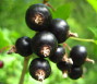 Symrise launches superfruits for cosmetic products