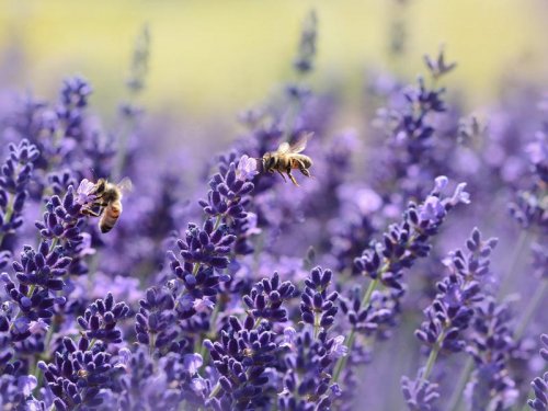 ScenTree: a collaborative classification of perfume ingredients