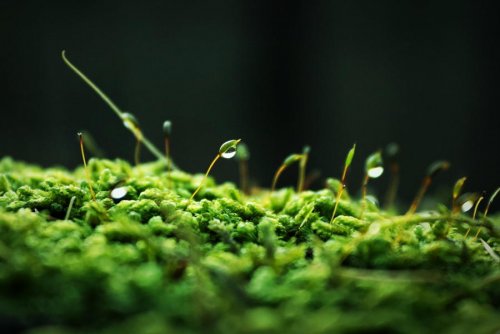 Mibelle debuts new moss based ingredient to harmonize the skin's moisture flow