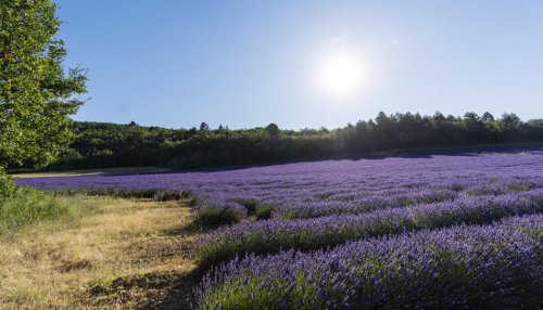 Eden Ecosystem presents new plant extraction model