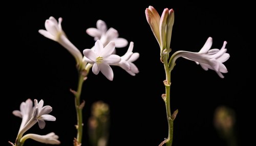 Parfums : Matière Première cultive la tradition artisanale grassoise