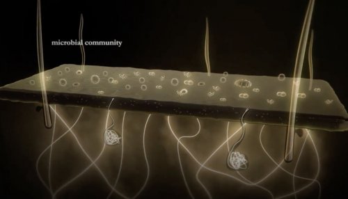 EQUIBIOME™, where tradition and technology meet for microbiota equilibrium