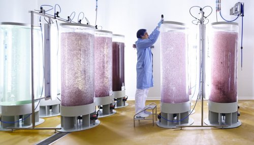 Codif marks a new milestone in the history of photo-bioreactor algal culture