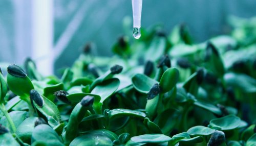 Capsum partners with Orius to create a vertical farm at its Texas facility