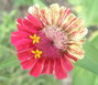 CoValence fights ageing with fruit and flower extracts