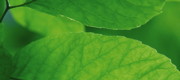 Five COSMOS-certified ingredients for Silab