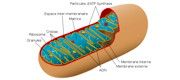Anti-Aging: Protection strategies for mitochondria
