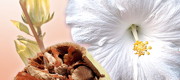 Alban Muller completes its portefolio of botanical cosmetic ingredients