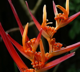 Cosmetopea: botanical knowledge