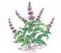 Fast growth for botanical ingredients, study says