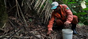 Murumuru seeds: A cosmetic ingredient that helps preserve the Amazonian rain forest