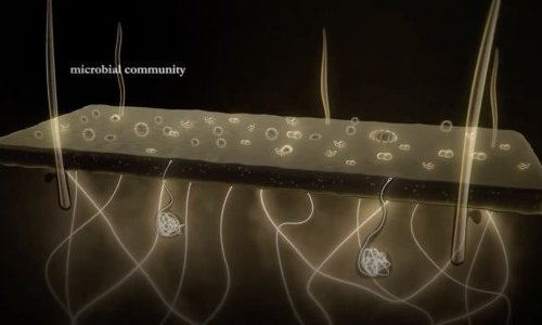 EQUIBIOME™, where tradition and technology meet for microbiota equilibrium