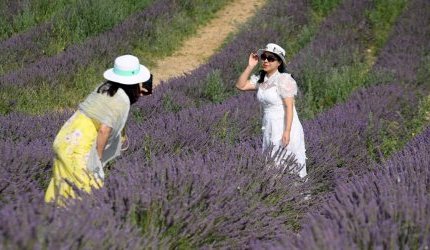 La lavande provençale attire les foules, mais la sécheresse menace